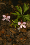 Viola chaerophylloides var. sieboldiana RCP04-06 316.jpg